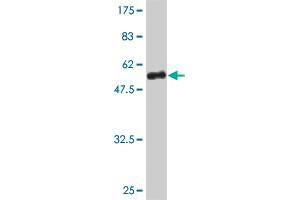 Western Blot detection against Immunogen (41. (Sp3 抗体  (AA 287-430))