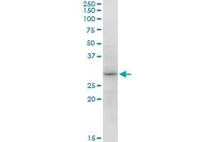 Western Blotting (WB) image for anti-Sorting Nexin 12 (SNX12) (AA 1-172) antibody (ABIN950135)