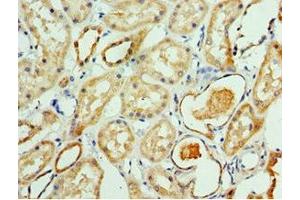 Immunohistochemistry of paraffin-embedded human kidney tissue using ABIN7145043 at dilution of 1:100 (ATAD3B 抗体  (AA 1-240))
