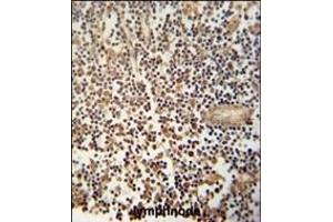 MCA1 Antibody (C-term) (ABIN390679 and ABIN2840973) immunohistochemistry analysis in formalin fixed and paraffin embedded human lymphnode followed by peroxidase conjugation of the secondary antibody and DAB staining. (MCA1 抗体  (C-Term))