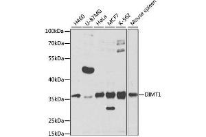 Western blot analysis of extracts of various cell lines, using DIMT1 antibody. (DIMT1 抗体  (AA 1-126))