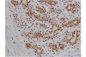 ABIN6267360 at 1/200 staining Human heart tissue sections by IHC-P. (MAPT 抗体  (pSer396))