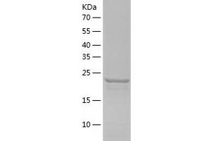 Western Blotting (WB) image for 14-3-3 eta (YWHAH) (AA 1-246) protein (His tag) (ABIN7121597) (14-3-3 eta Protein (YWHAH) (AA 1-246) (His tag))