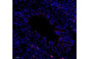 Immunofluorescence of paraffin embedded rat lung using colEC12 (ABIN7073552) at dilution of 1:650 (250x lens) (COLEC12 抗体)