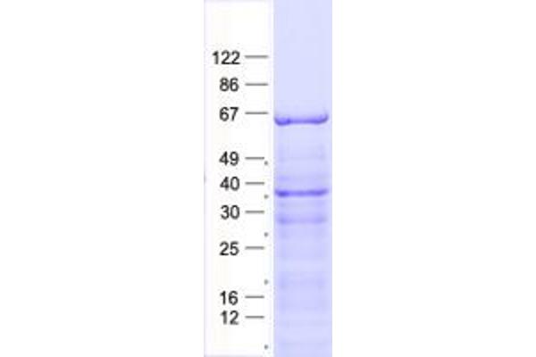 PLA2G4C Protein (His tag)