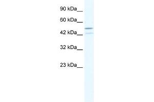 WB Suggested Anti-TAF5L Antibody Titration:  2. (TAF5L 抗体  (N-Term))