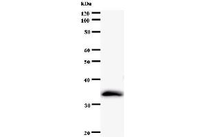Western Blotting (WB) image for anti-Polymerase (RNA) I Polypeptide D, 16kDa (POLR1D) antibody (ABIN931069) (POLR1D 抗体)