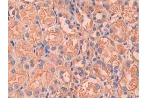 DAB staining on IHC-P; Samples: Mouse Kidney Tissue (Factor VII 抗体  (AA 315-433))