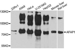 Western blot analysis of extracts of various cell lines, using AFAP1 antibody. (AFAP 抗体  (AA 461-730))