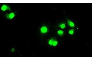 Image no. 6 for anti-Signal Transducer and Activator of Transcription 1, 91kDa (STAT1) antibody (ABIN1501168) (STAT1 抗体)