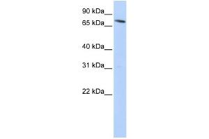 WB Suggested Anti-SLC11A2 Antibody Titration:  0. (SLC11A2 抗体  (N-Term))