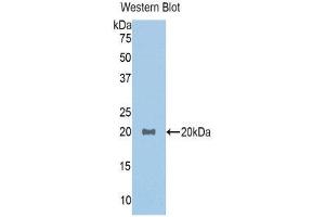 Western Blotting (WB) image for anti-Growth Differentiation Factor 1 (GDF1) (AA 183-357) antibody (ABIN1858981) (GDF1 抗体  (AA 183-357))