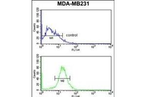 NKX3-1 Antibody (Center) (ABIN652945 and ABIN2842604) flow cytometry analysis of MDA-M cells (bottom histogram) compared to a negative control cell (top histogram). (NKX3-1 抗体  (AA 118-145))