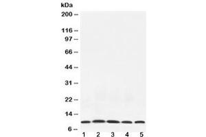 Western blot testing of 1) rat testis, 2) mouse thymus, 3) mouse brain, 4) human HeLa and 5) human MCF7 lysate with NEDD8 antibody at 0. (NEDD8 抗体  (AA 20-60))