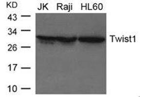 Western blot analysis of extracts from JK, Raji and HL-60 cells using Twist1 Antibody. (TWIST1 抗体)