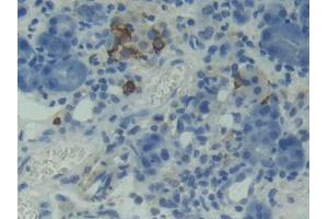 Used in DAB staining on fromalin fixed paraffin- embedded testis tissue (TNFRSF13C 抗体  (AA 45-169))