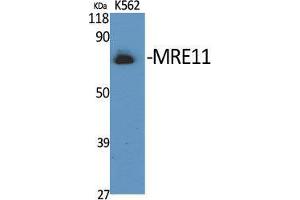 Western Blot (WB) analysis of specific cells using MRE11 Polyclonal Antibody. (Mre11 抗体  (Ser916))