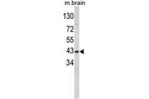 Western blot analysis of GOT1 Antibody (N-term) in mouse brain tissue lysates (35ug/lane). (GOT1 抗体  (N-Term))