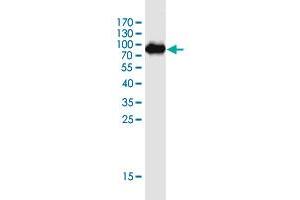 Western Blot detection against Immunogen (72. (LRRC34 抗体  (AA 1-419))