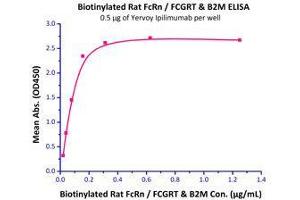 Binding Studies (Bind) image for neonatal Fc Receptor (FcRn) (AA 23-298) (Active) protein (His tag,Strep Tag,AVI tag,Biotin) (ABIN2870582)