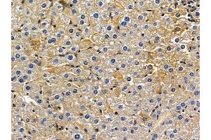anti-Kinesin Family Member 26B (KIF26B) (Internal Region) antibody