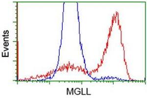 HEK293T cells transfected with either RC218358 overexpress plasmid (Red) or empty vector control plasmid (Blue) were immunostained by anti-MGLL antibody (ABIN2454562), and then analyzed by flow cytometry. (MGLL 抗体)