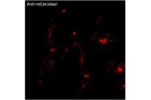 Immunofluorescence (IF) image for anti-mCerulean Fluorescent Protein antibody (ABIN7273086) (mCerulean Fluorescent Protein 抗体)