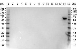 Western Blot of Goat anti-Luciferase antibody. (Luciferase 抗体)