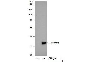 IP Image Immunoprecipitation of MTHFD2 protein from 293T whole cell extracts using 5 μg of MTHFD2 antibody [N1C3], Western blot analysis was performed using MTHFD2 antibody [N1C3], EasyBlot anti-Rabbit IgG  was used as a secondary reagent. (MTHFD2 抗体)