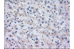 Image no. 1 for anti-Oxidative-Stress Responsive 1 (OXSR1) antibody (ABIN1499946) (OXSR1 抗体)