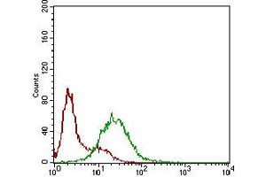 Fig. (SSTR3 抗体  (AA 1-43))