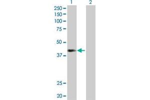 Western Blot analysis of NEIL2 expression in transfected 293T cell line by NEIL2 MaxPab polyclonal antibody. (NEIL2 抗体  (AA 1-332))