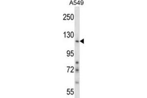 Western Blotting (WB) image for anti-Nidogen 1 (NID1) antibody (ABIN2997986) (Nidogen 1 抗体)