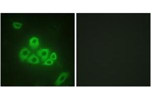 Immunofluorescence analysis of A549 cells, using S1P Receptor EDG1 (Ab-236) Antibody. (S1PR1 抗体  (AA 206-255))