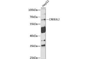 Western blot analysis of extracts of HepG2 cells, using CREB3L2 antibody  at 1:1000 dilution. (CREB3L2 抗体  (AA 1-247))