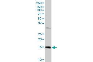 Western Blotting (WB) image for anti-NADH Dehydrogenase (Ubiquinone) 1, Subcomplex Unknown, 2, 14.5kDa (NDUFC2) (AA 1-119) antibody (ABIN518246)