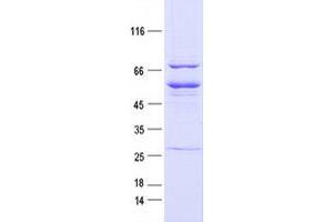 Validation with Western Blot (EPH Receptor B1 Protein (EPHB1) (DYKDDDDK Tag))