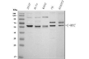 Western blot analysis of c-Myc using anti-c-Myc antibody (ABIN3043598). (c-MYC 抗体  (AA 257-439))