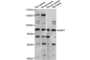 Western blot analysis of extracts of various cell lines, using LINS1 antibody (ABIN6294149) at 1:1000 dilution. (LINS 抗体)