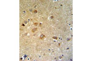 GTSE1 Antibody IHC analysis in formalin fixed and paraffin embedded brain tissue followed by peroxidase conjugation of the secondary antibody and DAB staining.