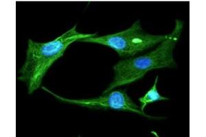 ICC/IF analysis of Clusterin in U87MG cells line, stained with DAPI (Blue) for nucleus staining and monoclonal anti-human Clusterin antibody (1:100) with goat anti-mouse IgG-Alexa fluor 488 conjugate (Green). (Clusterin 抗体)