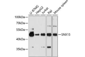 Western blot analysis of extracts of various cell lines, using SNX15 antibody  at 1:3000 dilution. (SNX15 抗体  (AA 1-342))