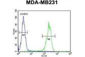 Flow cytometric analysis of MDA-MB231 cells (right histogram) compared to a negative control cell (left histogram) using MYSM1 Antibody (N-term), followed by FITC-conjugated goat-anti-rabbit secondary antibodies.