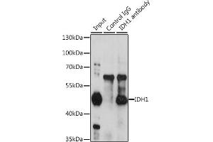 Immunoprecipitation analysis of 200 μg extracts of HeLa cells, using 3 μg IDH1 antibody (ABIN6131797, ABIN6142143, ABIN6142144 and ABIN6217174). (IDH1 抗体  (AA 1-414))
