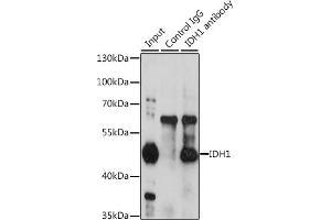 Immunoprecipitation analysis of 200 μg extracts of HeLa cells, using 3 μg IDH1 antibody (ABIN6131797, ABIN6142143, ABIN6142144 and ABIN6217174). (IDH1 抗体  (AA 1-414))