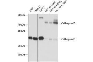 Western blot analysis of extracts of various cell lines, using Cathepsin D antibody (ABIN7266149) at 1:1000 dilution. (Cathepsin D 抗体)
