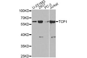 Western blot analysis of extracts of various cell lines, using TCP1 antibody. (TCP1 alpha/CCTA 抗体  (AA 307-556))