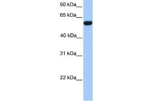 Western Blotting (WB) image for anti-CUGBP, Elav-Like Family Member 2 (CELF2) antibody (ABIN2458486) (CELF2 抗体)