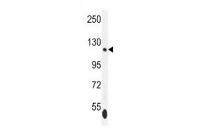 ISWI Antibody (C-term) (ABIN655530 and ABIN2845043) western blot analysis in K562 cell line lysates (35 μg/lane). (SMARCA5 抗体  (C-Term))