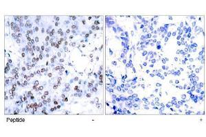 Image no. 1 for anti-Jun B Proto-Oncogene (JUNB) (AA 77-81) antibody (ABIN197138) (JunB 抗体  (AA 77-81))
